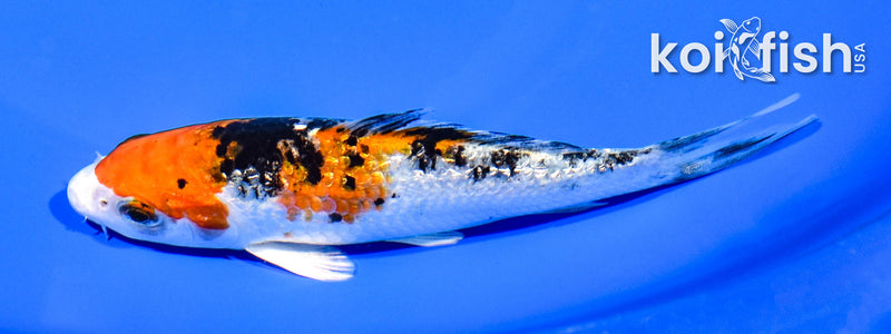 5.25" GINRIN YAMATO NISHIKI