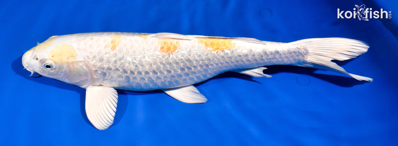 14.5" GINRIN HARIWAKE