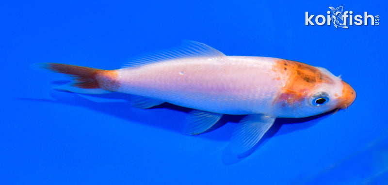 4.75" KOHAKU