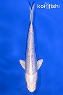 5.5" DOITSU PLATINUM OGON