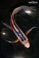 8.75" SHUSUI BUTTERFLY