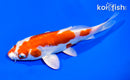 6" KIKUSUI