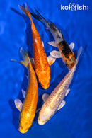 PACK OF (4) 3.75-4.25" STANDARD KOI