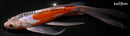 11" HI SHUSUI BUTTERFLY