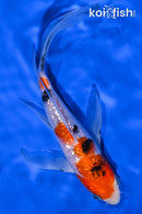 7.75" GINRIN SANKE BUTTERFLY