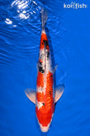 15" GINRIN TANCHO SANKE