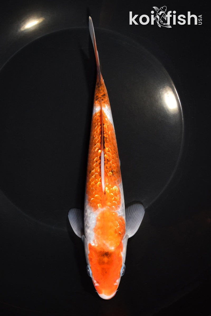 8" GINRIN GOROMO