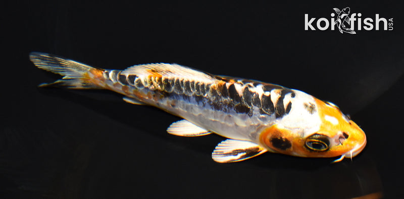 5" ARAGOKE BENI KIKOKURYU