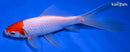 7.75" SARASA COMET GOLDFISH