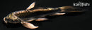 4.75" KIKOKURYU BUTTERFLY