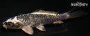 4.25" KIKOKURYU