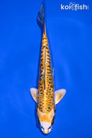 7" KIN KIKOKURYU