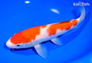 9.75" KOHAKU