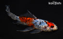 7.5" MARUTEN SHUBUNKIN GOLDFISH
