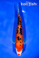 8.5" DOITSU AKA SANKE