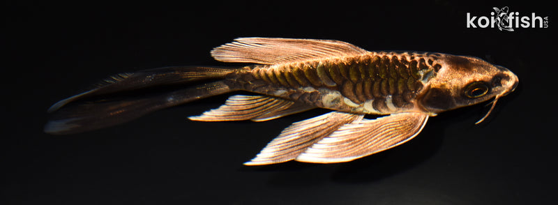 6.25" DOITSU MATSUBA BUTTERFLY