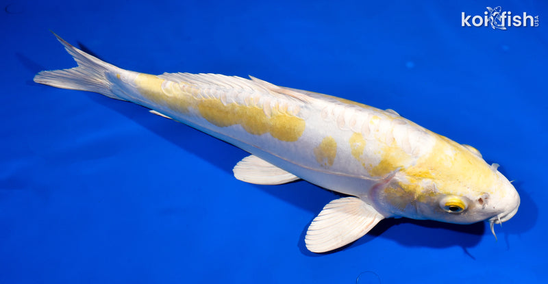 15" DOITSU LEMON HARIWAKE