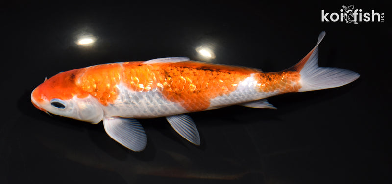 8" GINRIN GOROMO