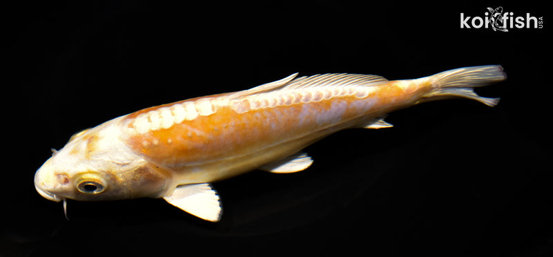 7.25" KIKUSUI