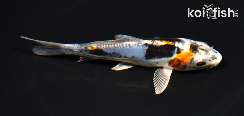 5.5" GINRIN BENI KIKOKURYU