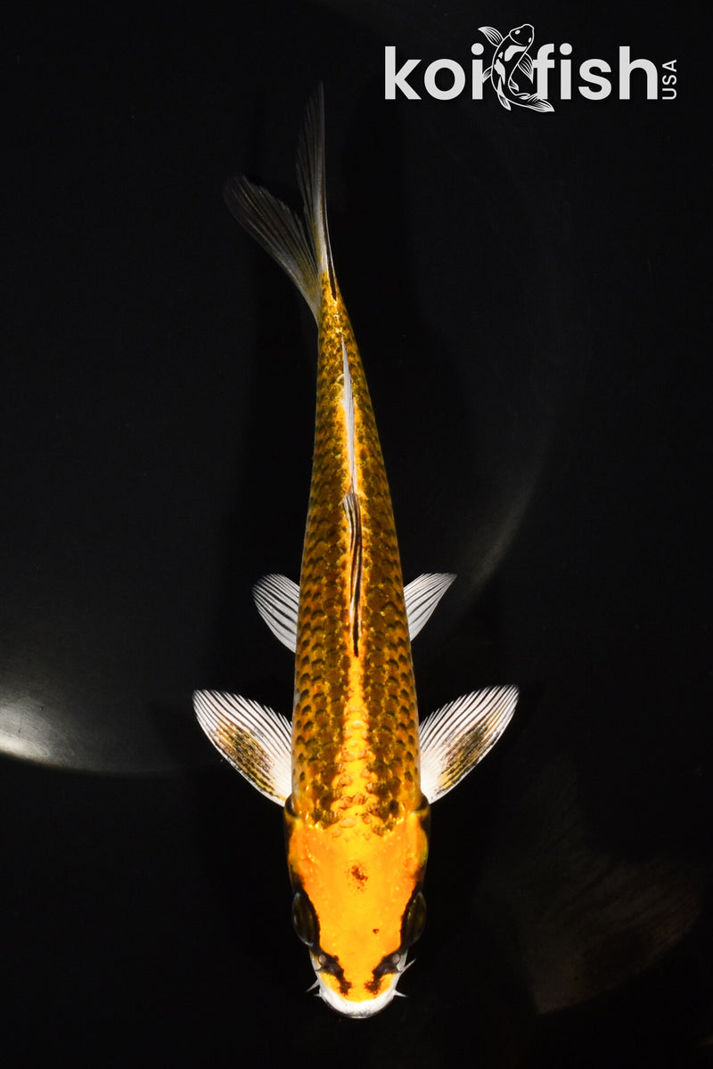 6.5" KI MATSUBA
