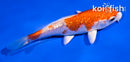 4" GINRIN HARIWAKE
