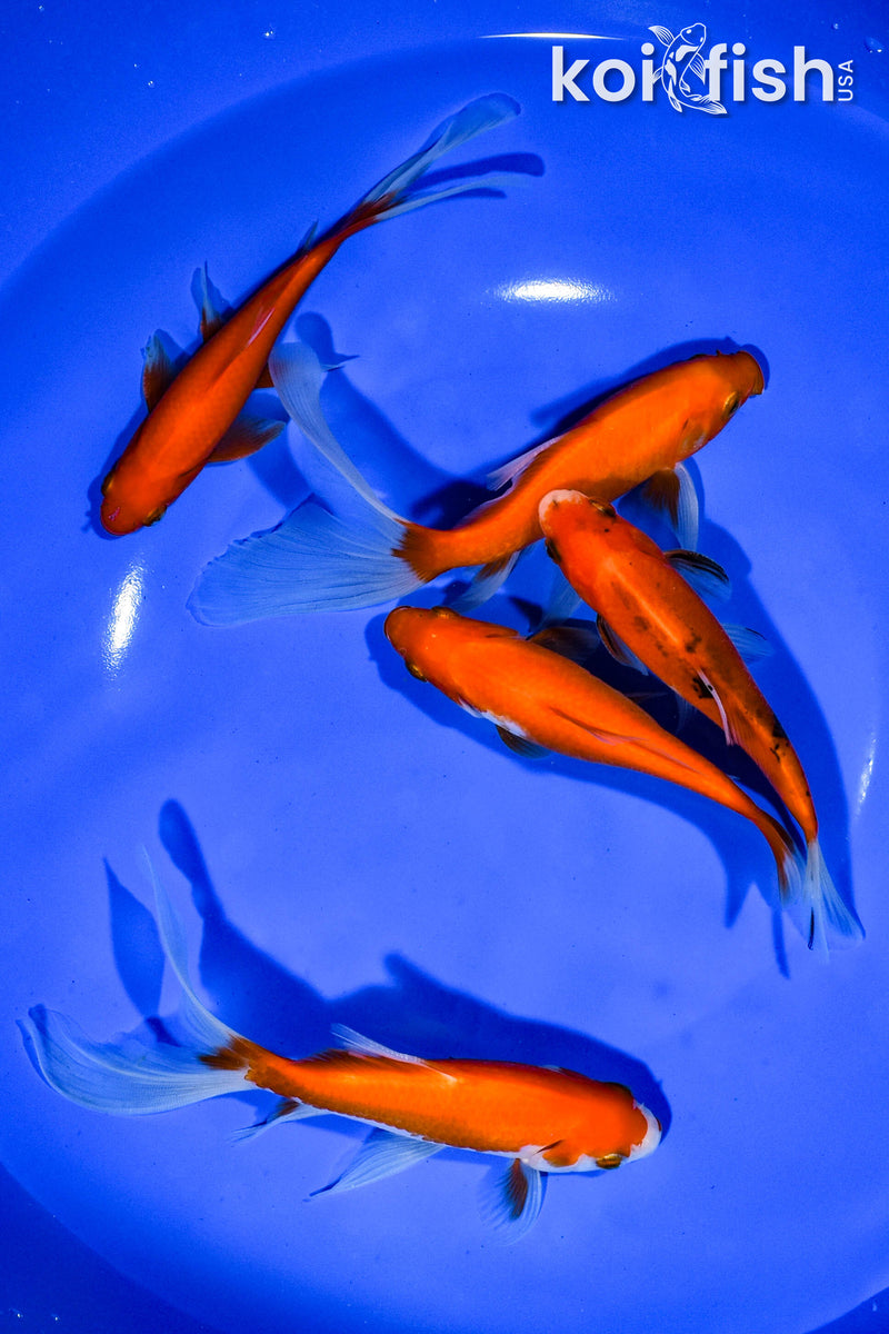 PACK OF (5) 4.75"-5.5" ASSORTED GOLDFISH
