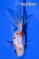 4.25" ORANDA GOLDFISH