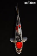 12.5" DOITSU MARUTEN GOSHIKI