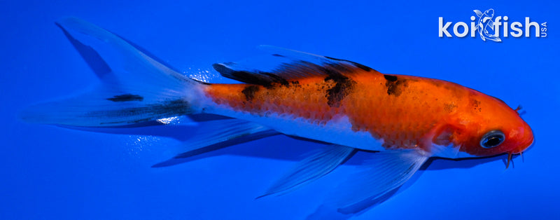 4.75" AKA SANKE BUTTERFLY