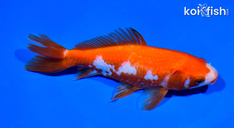 5.75" WAKIN GOLDFISH