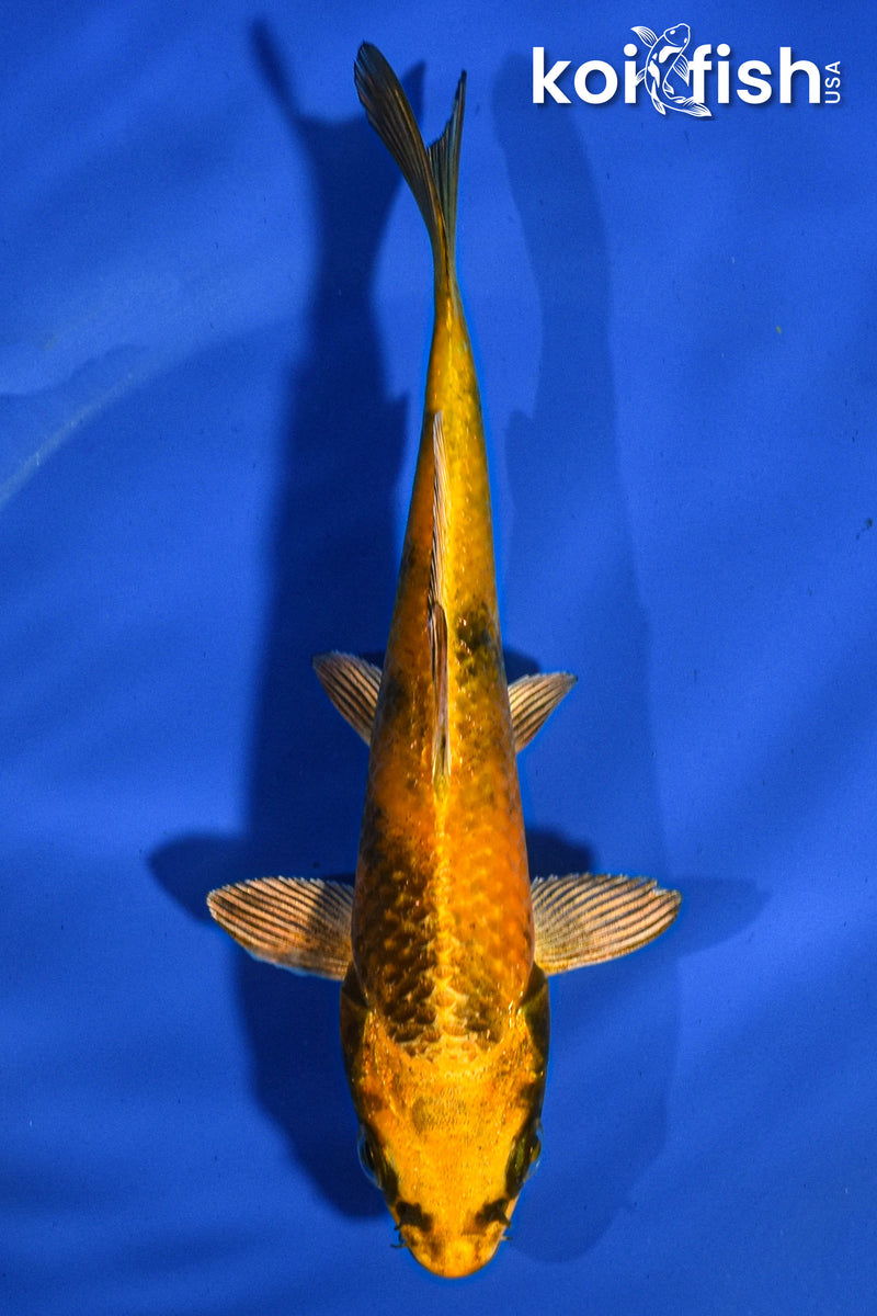 5.5" KIN KI UTSURI
