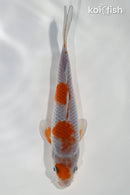6" OCHIBA SHIGURE