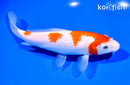 7" KOHAKU