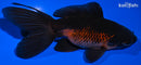 4.5" WAKIN GOLDFISH