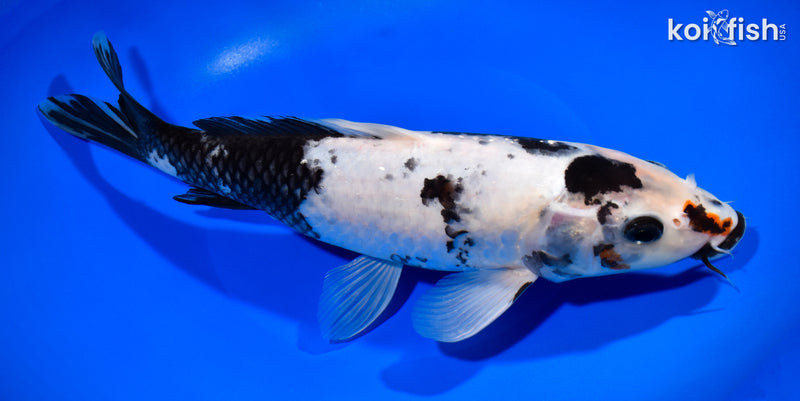 11.25" GINRIN SHOWA