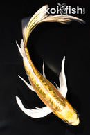 8.5" KIN KIKOKURYU BUTTERFLY