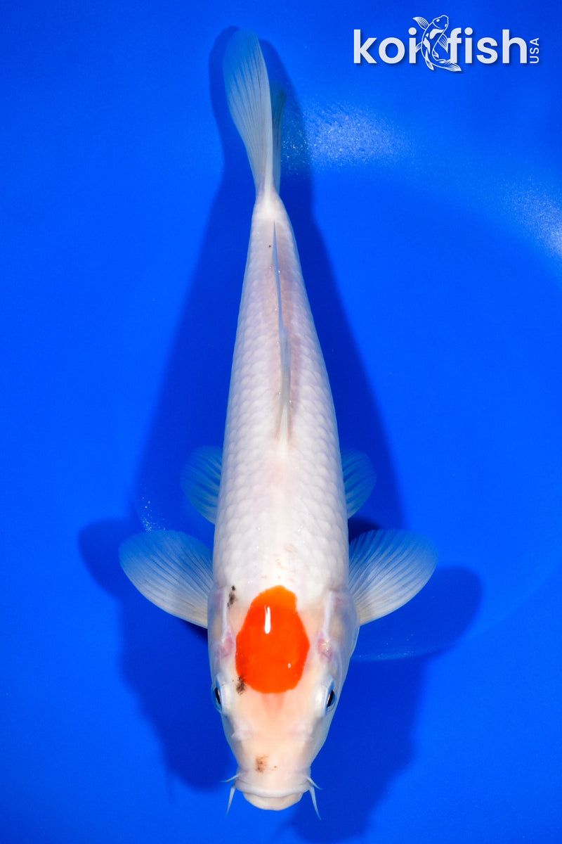 11" TANCHO KOHAKU
