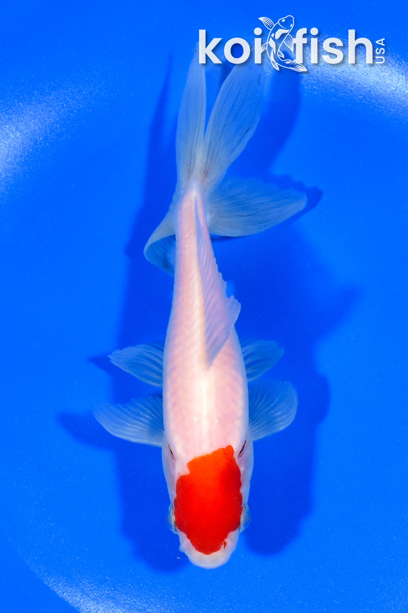 5.5" TANCHO WATONAI GOLDFISH