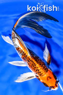 8.5" KUJAKU BUTTERFLY