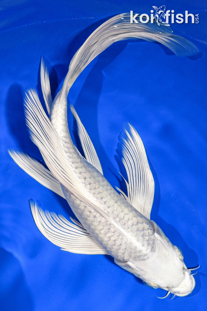 9.5" PLATINUM OGON BUTTERFLY