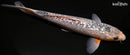 9.75" GINRIN ASAGI