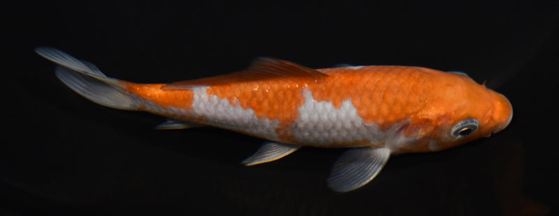 5.5" OCHIBA SHIGURE