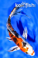 6.75" YAMATO NISHIKI BUTTERFLY