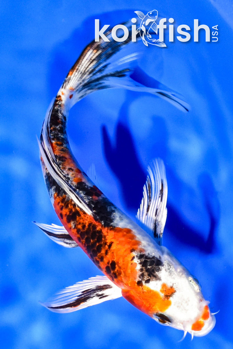 6.75" YAMATO NISHIKI BUTTERFLY