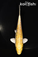 5.25" GINRIN HARIWAKE