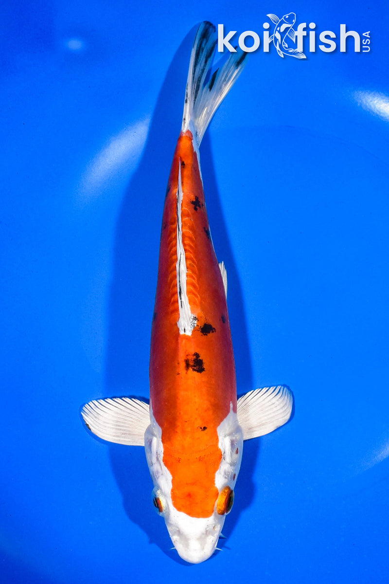8.5" HEISEI NISHIKI