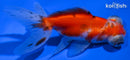 4.5" CALICO TELESCOPE FANTAIL GOLDFISH