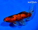 6.25" CALICO WATONAI GOLDFISH