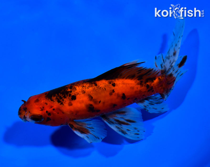 6.25" CALICO WATONAI GOLDFISH